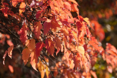 21_DSC01730